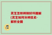 灵芝怎样辨别好坏图解(灵芝如何分辨优劣-解析全图