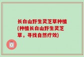 长白山野生灵芝草种植(种植长白山野生灵芝草，寻找自然疗效)