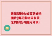 黄花梨树头长灵芝好吗图片(黄花梨树头长灵芝的好处与图片分享)