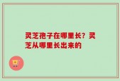 灵芝孢子在哪里长？灵芝从哪里长出来的