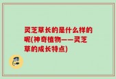 灵芝草长的是什么样的呢(神奇植物——灵芝草的成长特点)