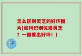 怎么区别灵芝的好坏图片(如何识别优质灵芝？一图看出好坏！)
