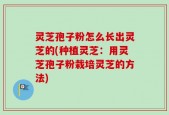 灵芝孢子粉怎么长出灵芝的(种植灵芝：用灵芝孢子粉栽培灵芝的方法)