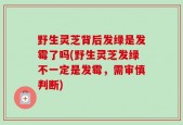 野生灵芝背后发绿是发霉了吗(野生灵芝发绿不一定是发霉，需审慎判断)