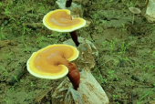 灵芝孢子粉什么季节喝好？原来你一直都没搞对！