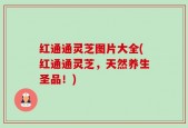 红通通灵芝图片大全(红通通灵芝，天然养生圣品！)