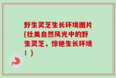 野生灵芝生长环境图片(壮美自然风光中的野生灵芝，惊艳生长环境！)