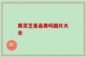 黄灵芝是桑黄吗图片大全
