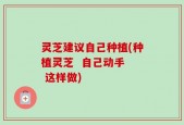 灵芝建议自己种植(种植灵芝  自己动手  这样做)