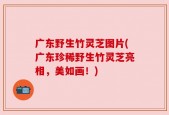 广东野生竹灵芝图片(广东珍稀野生竹灵芝亮相，美如画！)