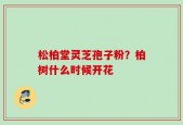 松柏堂灵芝孢子粉？柏树什么时候开花