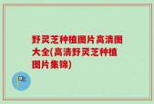野灵芝种植图片高清图大全(高清野灵芝种植图片集锦)