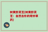 树黄野灵芝(树黄野灵芝：自然古朴的奇妙草药)