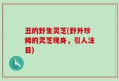 丑的野生灵芝(野外珍稀的灵芝现身，引人注目)