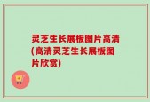灵芝生长展板图片高清(高清灵芝生长展板图片欣赏)