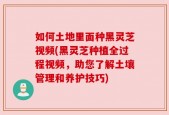 如何土地里面种黑灵芝视频(黑灵芝种植全过程视频，助您了解土壤管理和养护技巧)