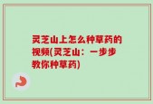 灵芝山上怎么种草药的视频(灵芝山：一步步教你种草药)