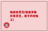 临泉收灵芝(临泉采集珍贵灵芝，用于药材加工)