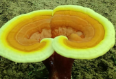 吃灵芝孢子粉多长时间见效？你居然还不知道？