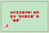 松针灵芝孢子粉？如何区分“松针层孔菌”和“桑黄”