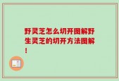 野灵芝怎么切开图解野生灵芝的切开方法图解！
