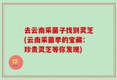 去云南采菌子找到灵芝(云南采菌季的宝藏：珍贵灵芝等你发现)