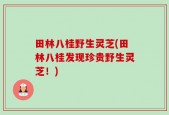 田林八桂野生灵芝(田林八桂发现珍贵野生灵芝！)