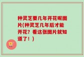 种灵芝要几年开花呢图片(种灵芝几年后才能开花？看这张图片就知道了！)