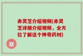 赤灵芝介绍视频(赤灵芝详细介绍视频，全方位了解这个神奇药材)