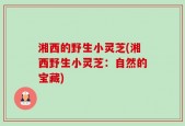 湘西的野生小灵芝(湘西野生小灵芝：自然的宝藏)