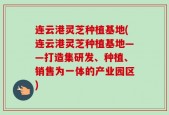 连云港灵芝种植基地(连云港灵芝种植基地——打造集研发、种植、销售为一体的产业园区)