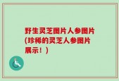 野生灵芝图片人参图片(珍稀的灵芝人参图片展示！)