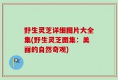 野生灵芝详细图片大全集(野生灵芝图集：美丽的自然奇观)