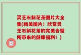 灵芝石斛花茶图片大全集(精美图片！欣赏灵芝石斛花茶的完美合璧所带来的健康福利！)