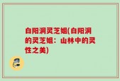 白阳洞灵芝姐(白阳洞的灵芝姐：山林中的灵性之美)