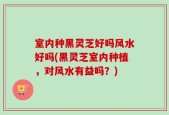室内种黑灵芝好吗风水好吗(黑灵芝室内种植，对风水有益吗？)
