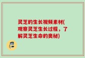 灵芝的生长视频素材(观察灵芝生长过程，了解灵芝生命的奥秘)