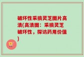 破坏性采摘灵芝图片高清(高清图：采摘灵芝破坏性，探访药用价值)
