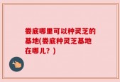娄底哪里可以种灵芝的基地(娄底种灵芝基地在哪儿？)