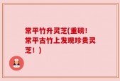 常平竹升灵芝(重磅！常平古竹上发现珍贵灵芝！)