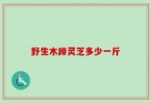 野生木蹄灵芝多少一斤