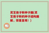 灵芝孢子粉种子图(灵芝孢子粉的种子结构图解，惊喜呈现！)