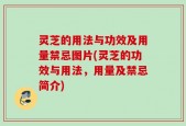 灵芝的用法与功效及用量禁忌图片(灵芝的功效与用法，用量及禁忌简介)