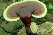 哪个牌子的灵芝孢子粉最好？这款灵芝孢子粉最受欢迎