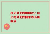 孢子灵芝种植图片？山上的灵芝挖回来怎么能栽活
