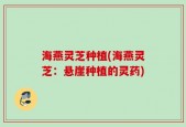 海燕灵芝种植(海燕灵芝：悬崖种植的灵药)