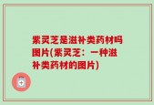 紫灵芝是滋补类药材吗图片(紫灵芝：一种滋补类药材的图片)