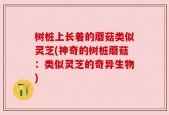 树桩上长着的蘑菇类似灵芝(神奇的树桩蘑菇：类似灵芝的奇异生物)
