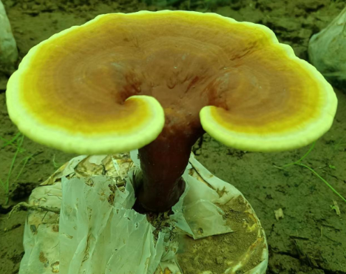 灵芝孢子粉价格是多少？除了价格还要看它