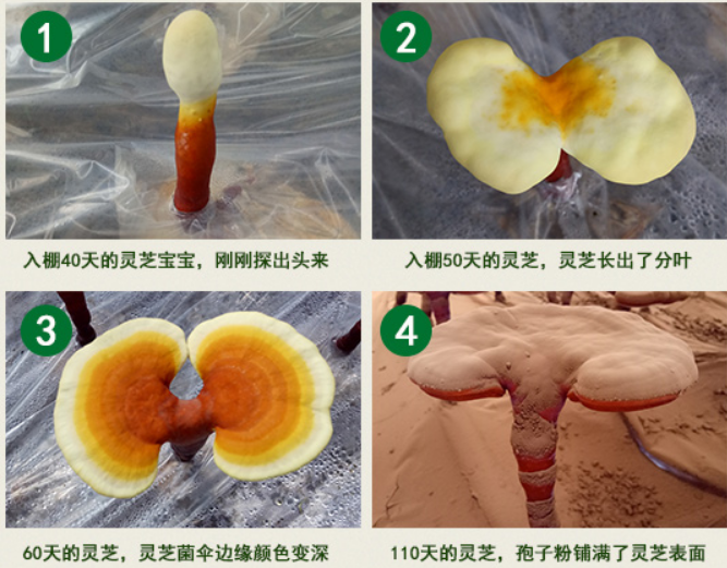 灵芝孢子粉对痛风有效果吗？还在受痛风的折磨？